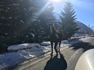 Cavallo - Catena del Caucaso 