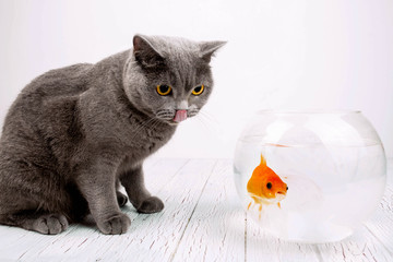 beautiful gray cat sitting near aquarium with fish