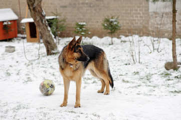 german shepherd