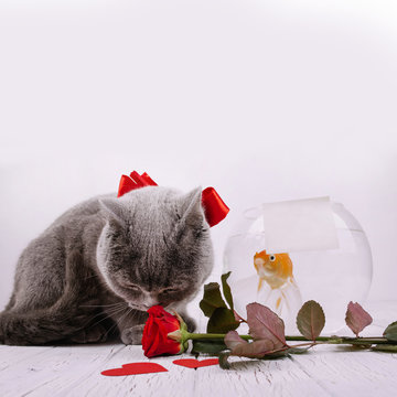 Grey Cat With Red Bow Smells Rose Lying Before Aquarium With Gol