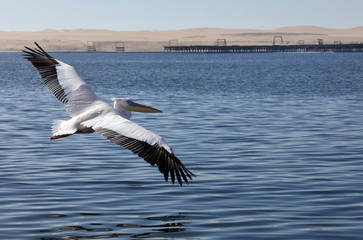 Great White Pelican - Namibia