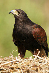 Golden Eagle - Aquila chrysaetos - Scottish Highlands
