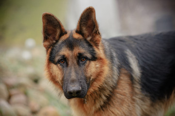 german shepherd