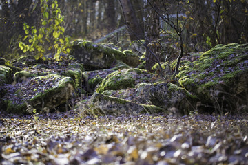 Mit Moos bewachsene Felsbrocken in einem Naturschutzgebiet bei Mainz