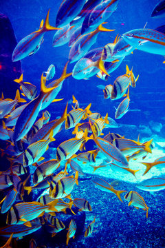 Fish School 