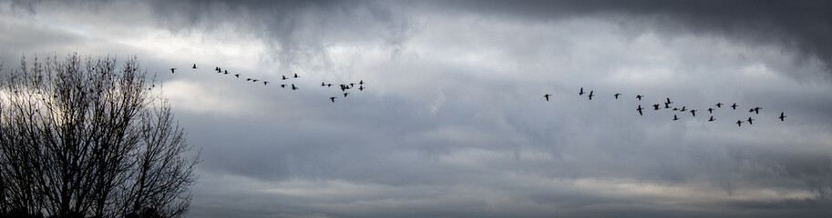 Geese in Flight