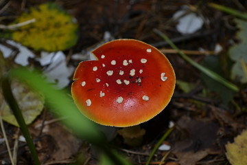 Красный мухомор в лесу
