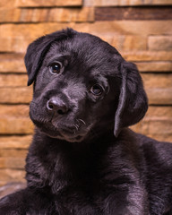 Labrador retriever puppy, dogs, black at the wooden background