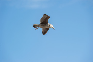 Obraz premium Möwe im Flug