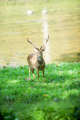 deer in the nature in thailand