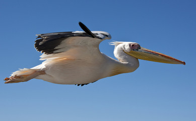 Fototapeta na wymiar Great White Pelican - Pelecanus onocrotalus - Namibia