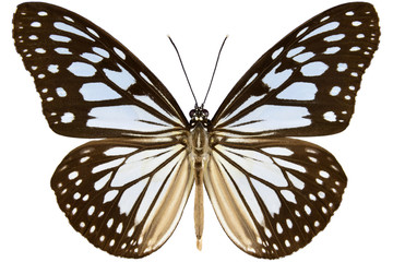 Wood Nymphe oder Grey Glassy Tiger Schmetterling aus Malaysia (Ideopsis juventa sitah) isoliert auf weißem Hintergrund