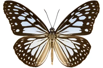 Raamstickers Vlinder Houtnimf of grijze glazige tijgervlinder uit Maleisië (Ideopsis juventa sitah) geïsoleerd op een witte achtergrond