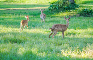 deer in the nature in thailand
