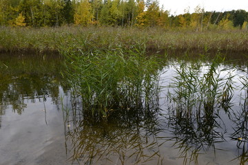 Пруд в лесу