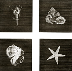 Art collection of sea shells isolated on dark background. 