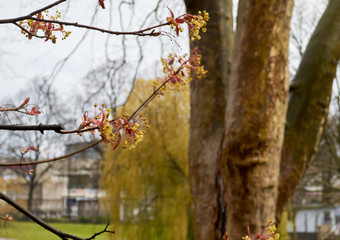 tree branch with a blossoming flower