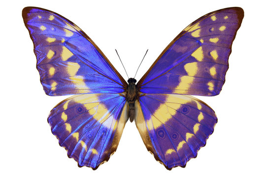 Colombian blue morpho butterfly (Morpho cypris, upside, male) with a metallic sheen on the wings, isolated on white background