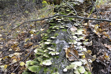 Грибы на дереве в лесу