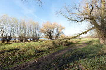 Obraz na płótnie Canvas River Rhine Hiking trail is blocked by Tree / Germany