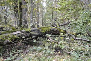 Мох на деревьях в лесу