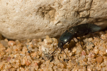 the black beetle