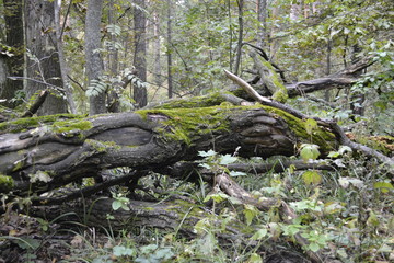Fototapeta na wymiar Мох на деревьях в лесу
