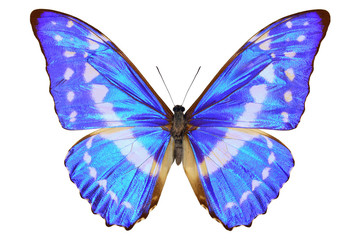 Kolumbianischer blauer Morpho-Schmetterling (Morpho cypris, oben, männlich) mit metallischem Glanz auf den Flügeln, isoliert auf weißem Hintergrund