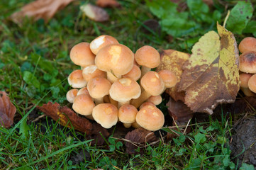 Pilze suchen, finden und erkennen