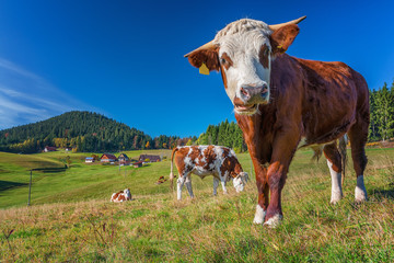 Fototapeta na wymiar bull on pasture