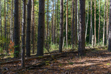 Green pine forest in the summer on a clear sunny day