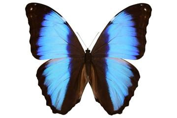 Peruvian blue Morpho butterfly (Morpho deidamia, male, upside) isolated on white background