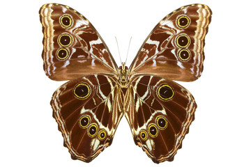 Peruvian Morpho butterfly (Morpho deidamia, male, underside) isolated on white background