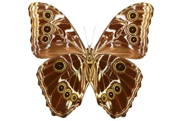 Photo sur Plexiglas Papillon Papillon Morpho péruvien (Morpho deidamia, homme, dessous) isolé sur fond blanc