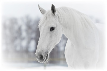 Obraz na płótnie Canvas white horse portrait in winter