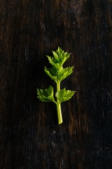 Single sprig of green herb