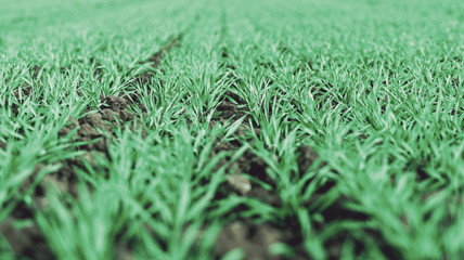 Young Wheat Sprouts Growing in the Field Close Up