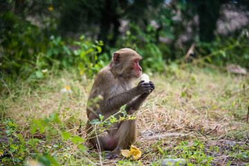 monkey eating a banana