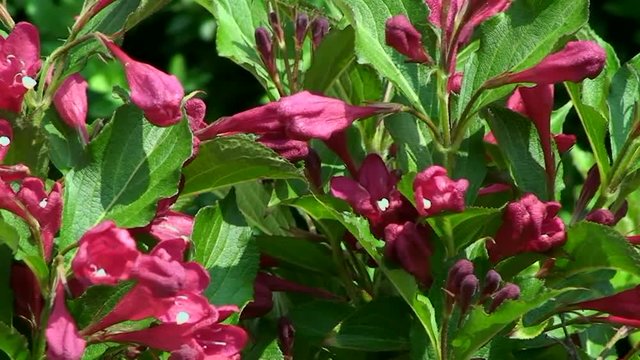 Die Bl&uuml;ten der Weigelie bewegen sich im Wind