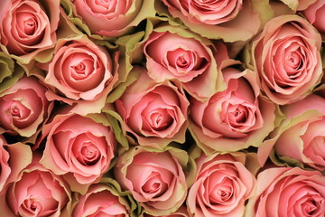 Obraz na płótnie Canvas Pink rose bouquet