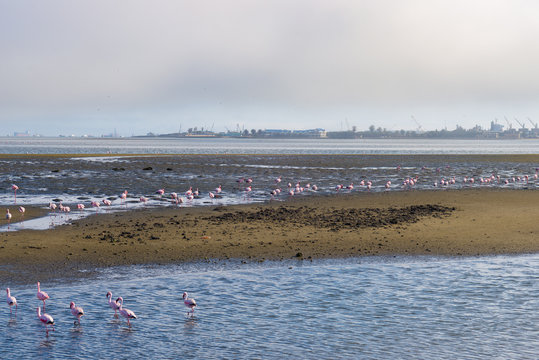 Group of pink flamingos on the sea at Walvis Bay, the atlantic coast of Namibia, Africa. Harbor in the background.