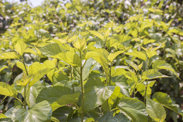 White mulberry trees.