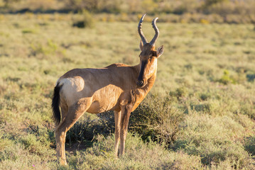 Red Hartebeest walking in the bush. Wildlife Safari in the Karoo National Park, travel destination in South Africa.