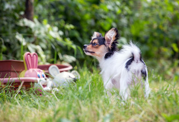 Obraz premium Portrait of a four month-old Papillon puppy