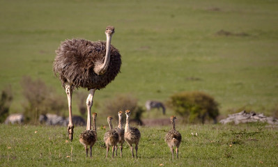 Een moederstruisvogel kijkt naar de kijker terwijl ze met haar broedsel van kuikens op de graslanden van Kenia loopt