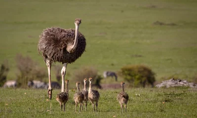 Afwasbaar Fotobehang Struisvogel Een moederstruisvogel kijkt naar de kijker terwijl ze met haar broedsel van kuikens op de graslanden van Kenia loopt