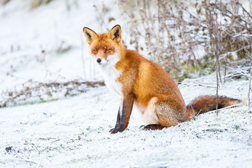 red fox in a winter setting