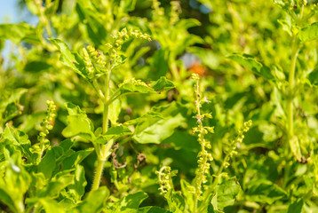 Fresh sweet basil bush