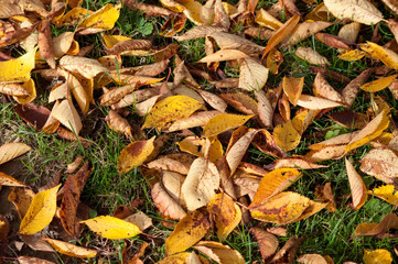 Herbst rund um uns herum. Goldene Zeiten