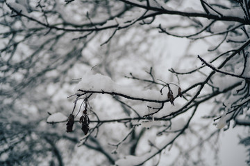 winter, tree in the snow, snowy weather